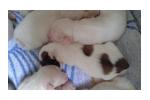 Tibetan terrier puppies