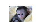 Majmuni majmuna za bebe za usvajanje.