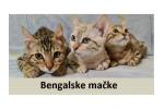 Bengalske mačke prodaja
