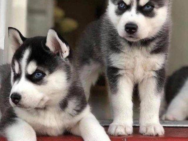 Siberian Husky Puppys for adoption