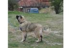 Kavkaski Ovčar štene