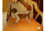 Jack Russell Terrier Stenci na Prodaju